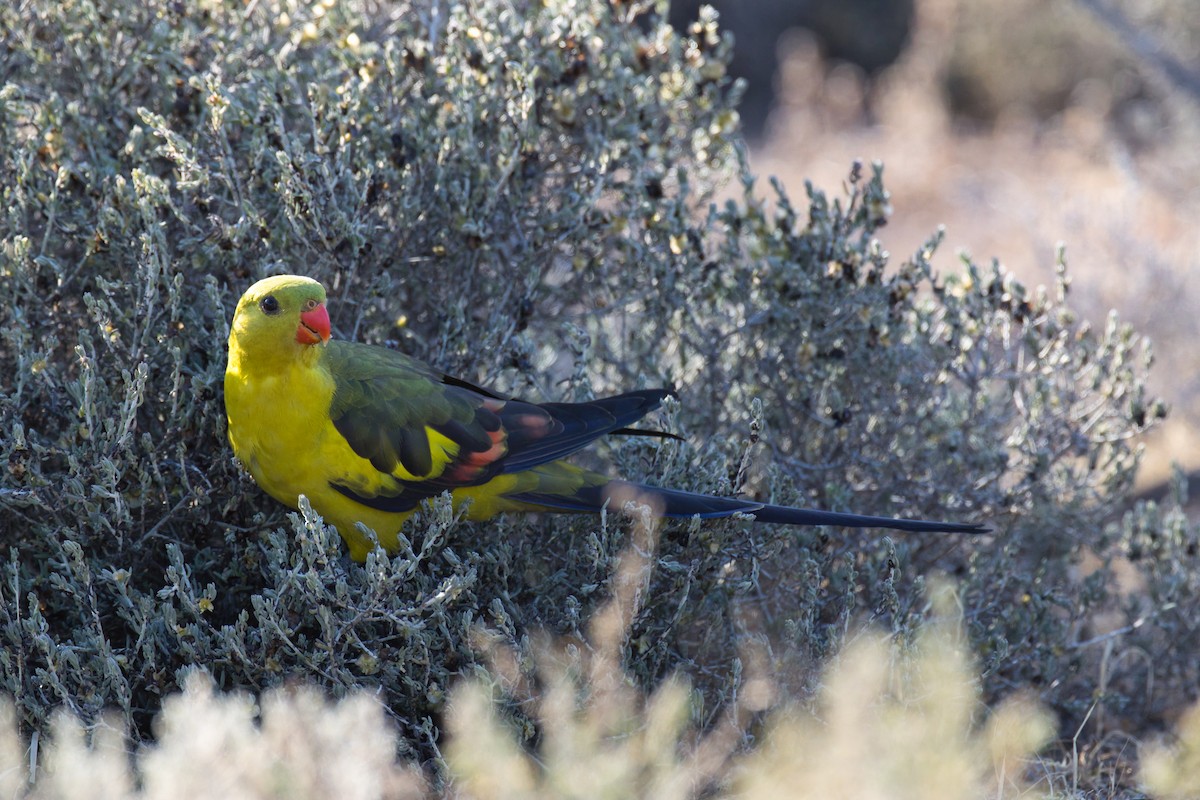 Regent Parrot - Chris Hill