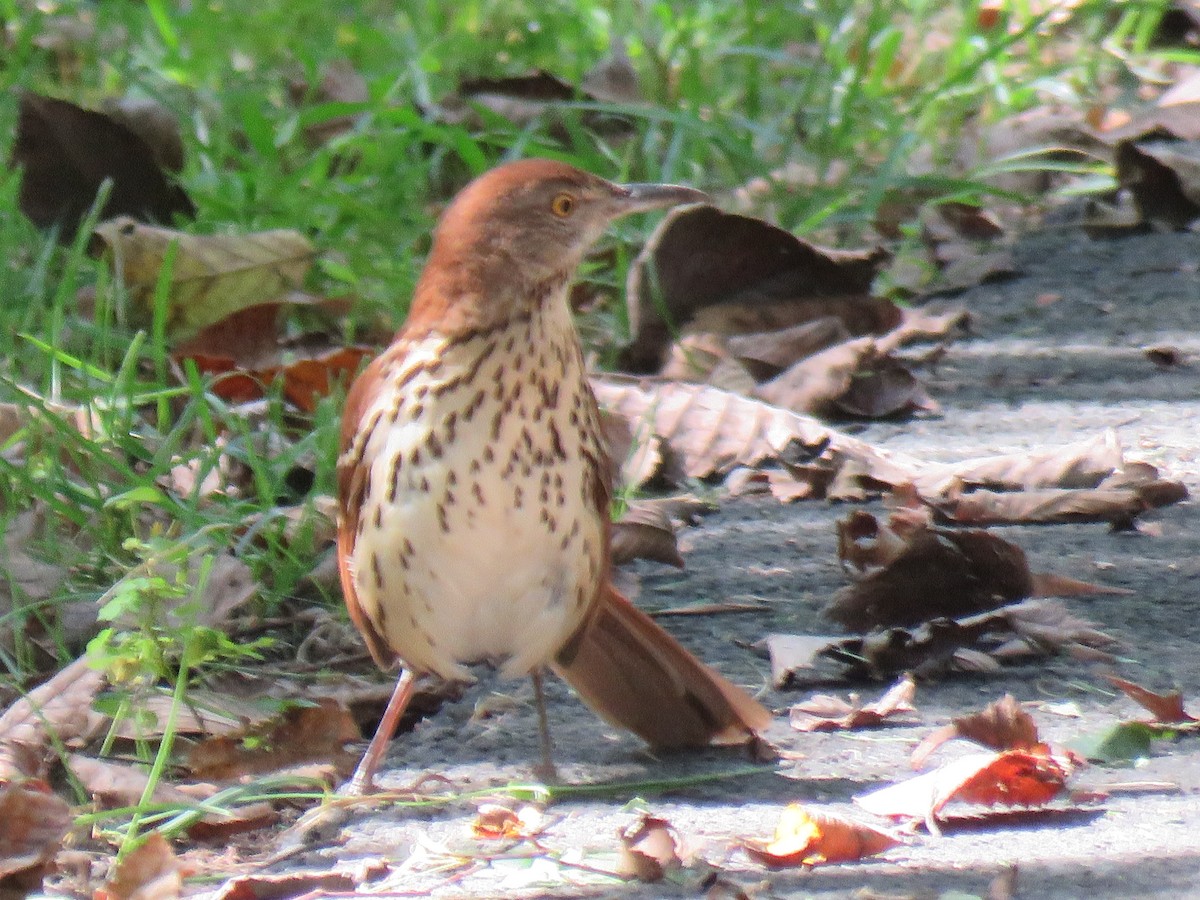 Brown Thrasher - J P