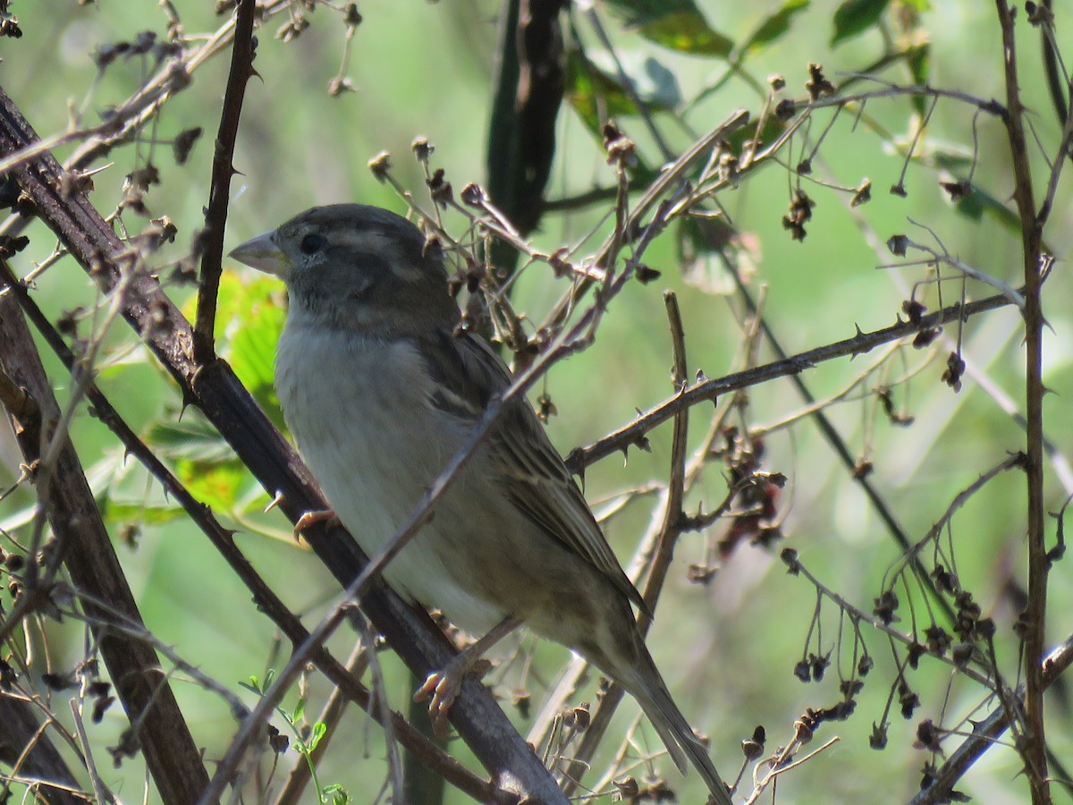 House Sparrow - ML624570056