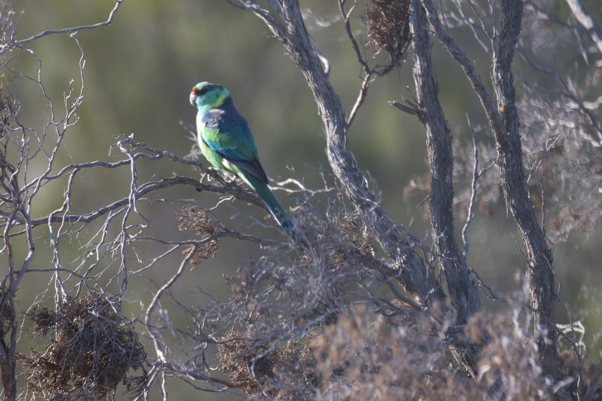 Australian Ringneck (Mallee) - ML624570074