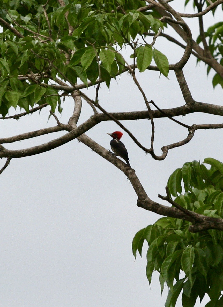 Lineated Woodpecker - ML624570098