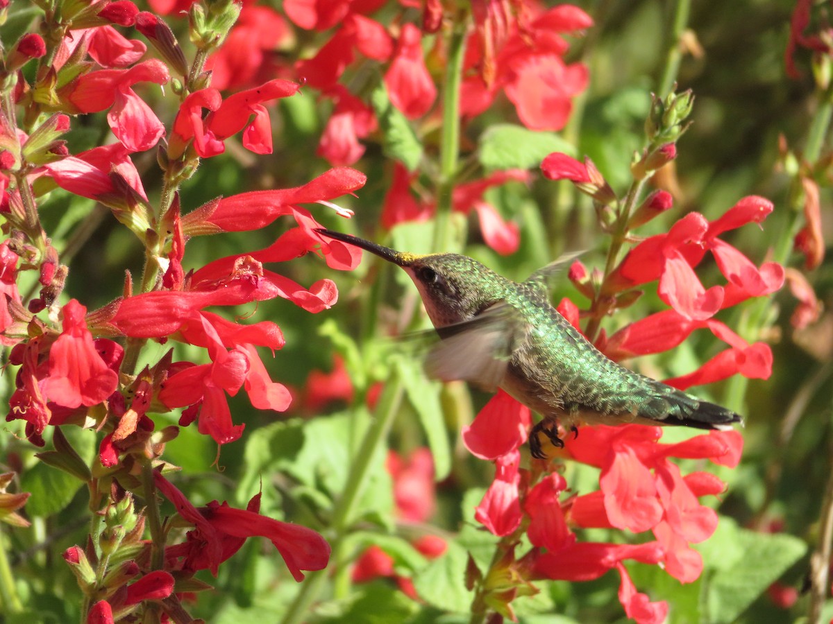 Colibrí Gorjirrubí - ML624570129