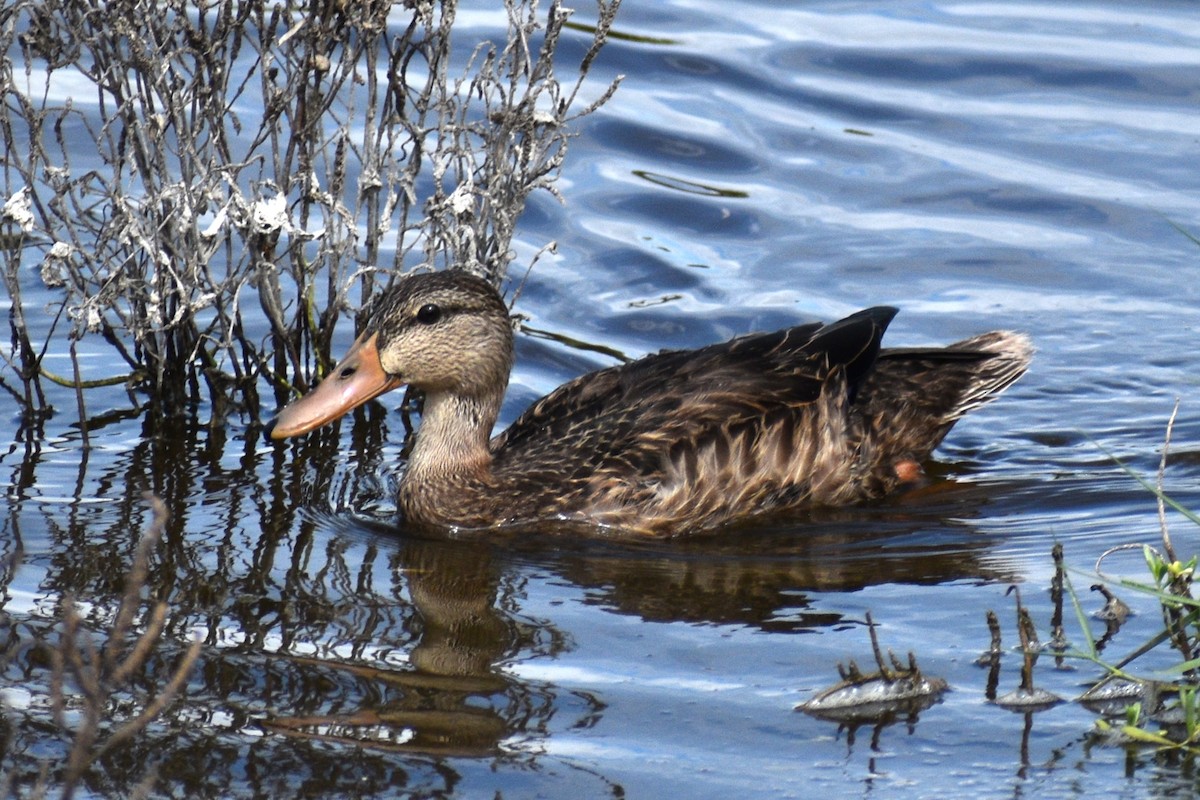 Mallard (Domestic type) - Cate de la Garza Millard