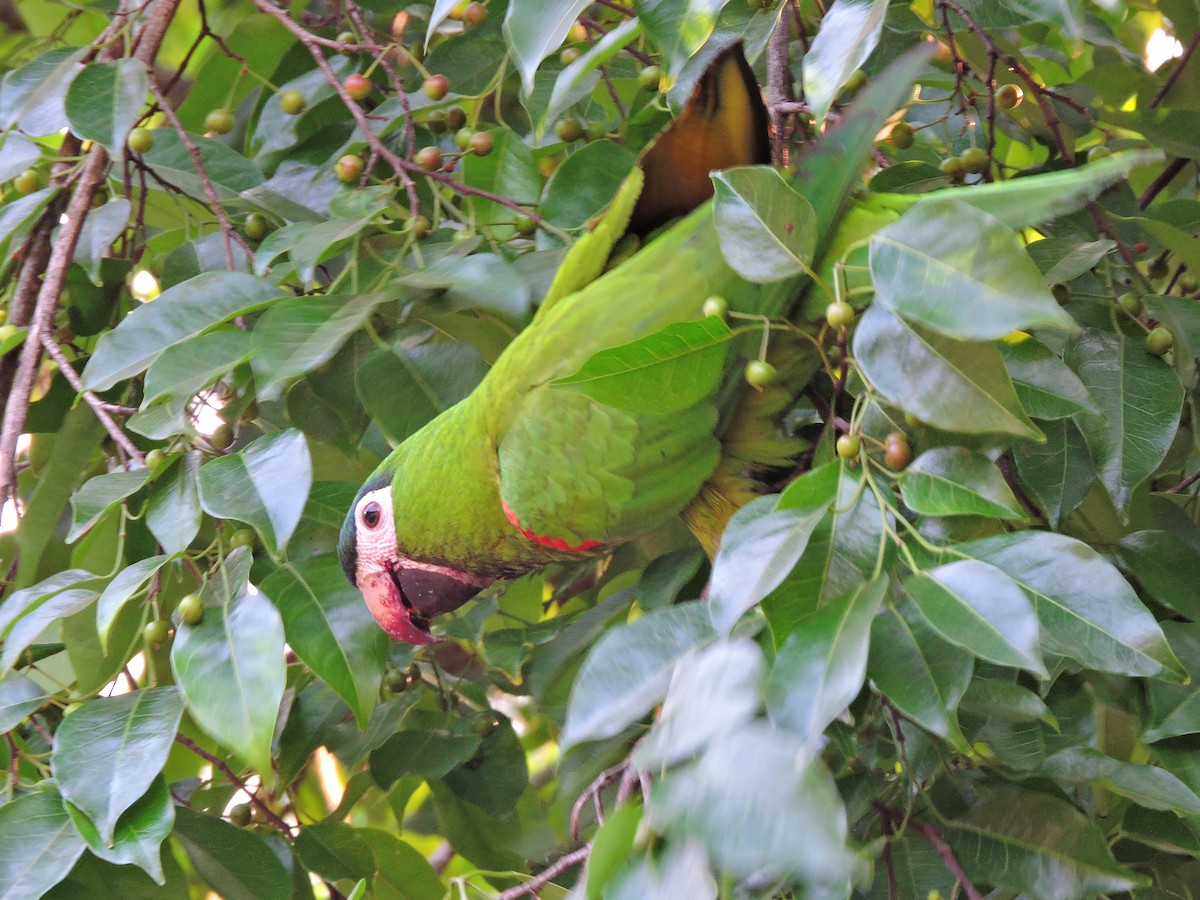 Guacamayo Noble - ML624570150