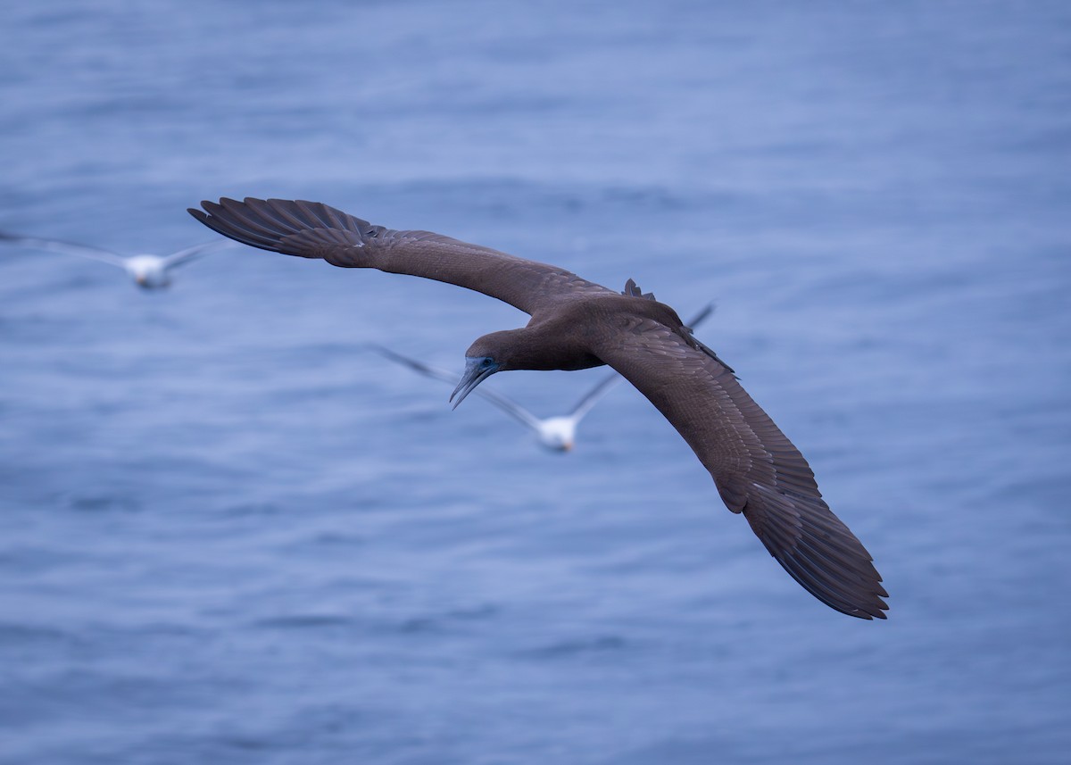 Brown Booby - ML624570198