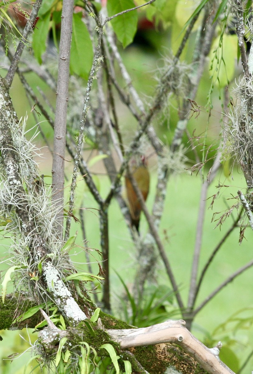 Golden-olive Woodpecker - ML624570248