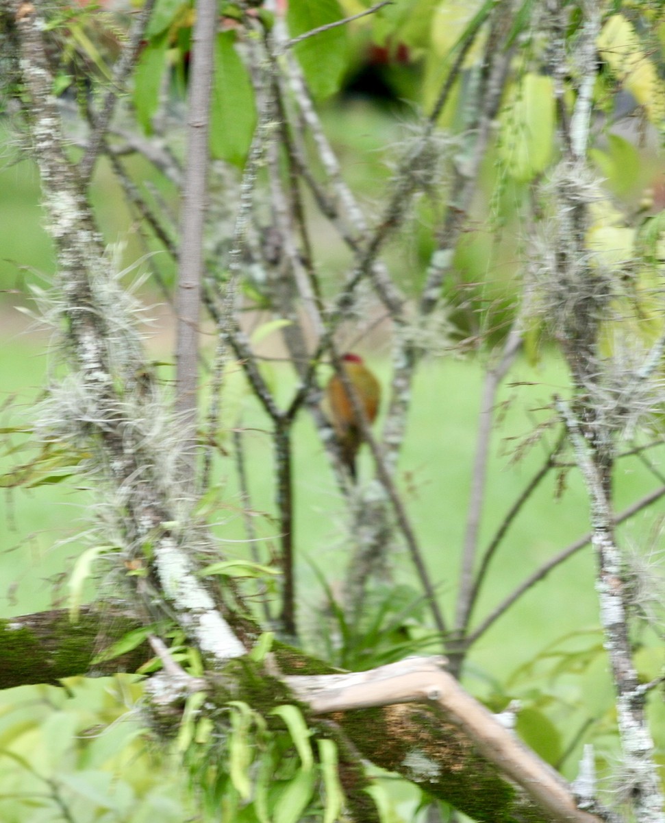 Golden-olive Woodpecker - ML624570250