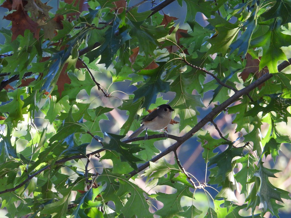 Tufted Titmouse - ML624570267