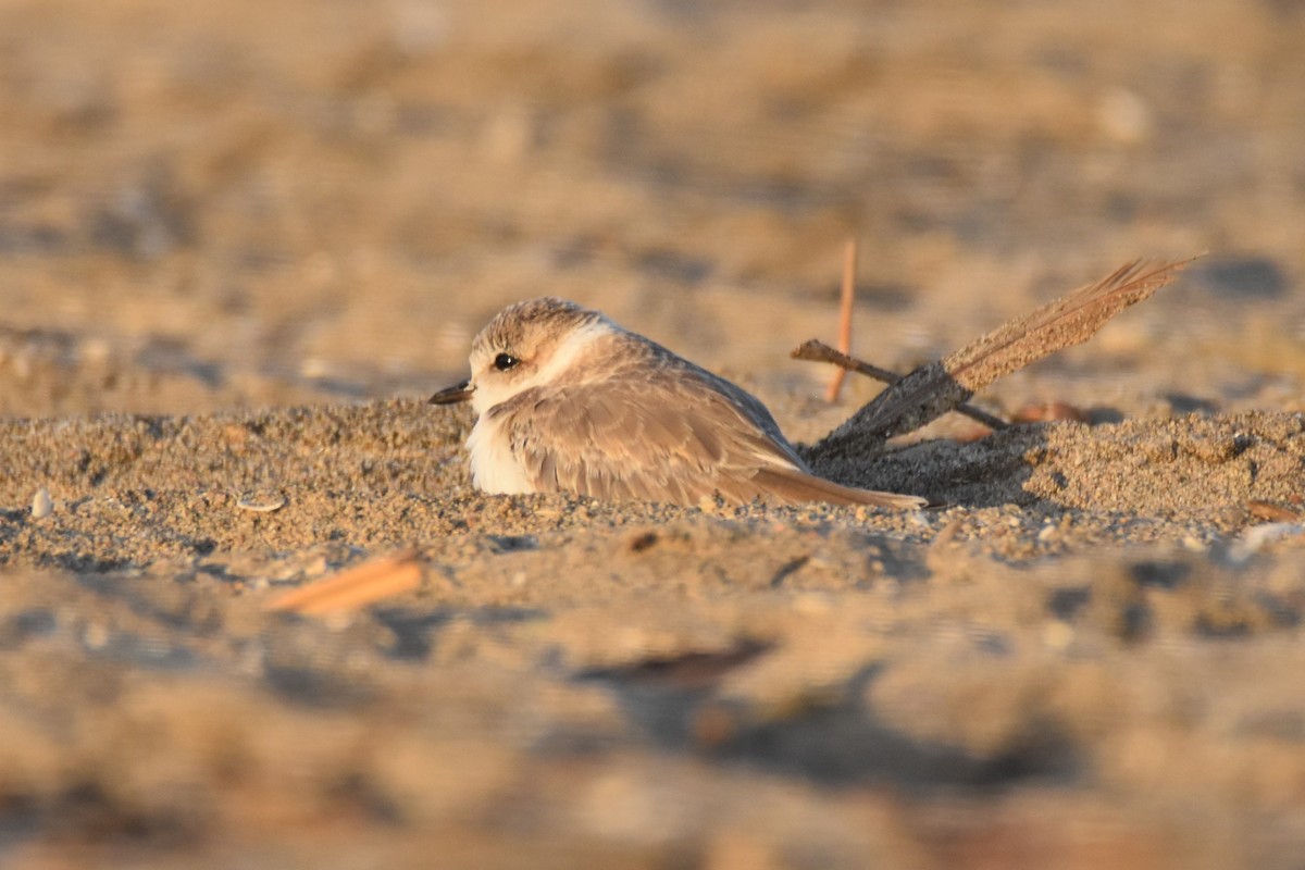 ユキチドリ - ML624570413