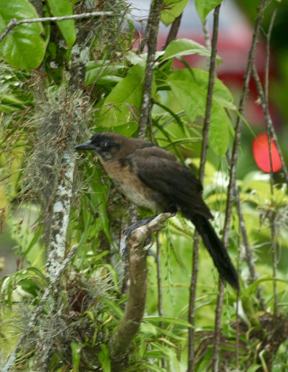 Clay-colored Thrush - ML624570429