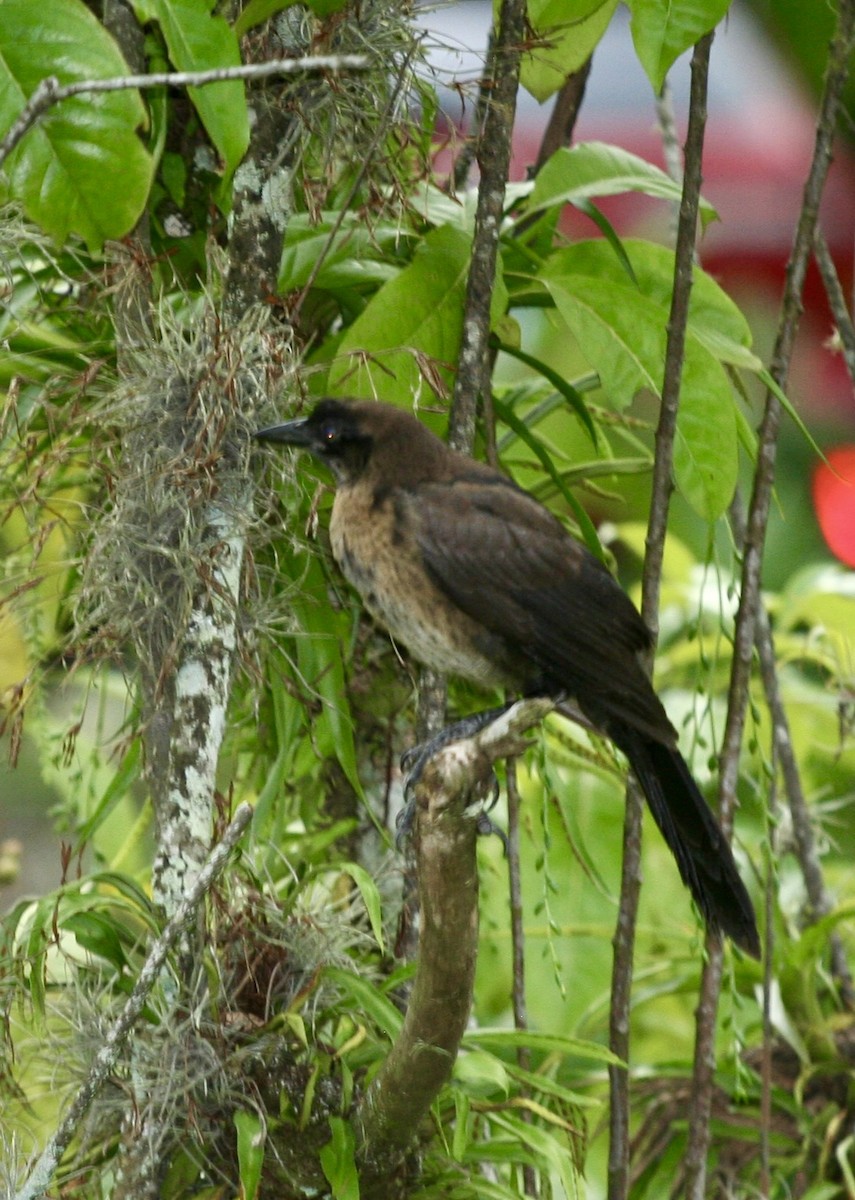 Clay-colored Thrush - ML624570430