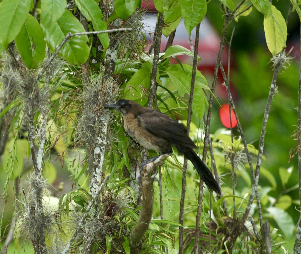 Clay-colored Thrush - ML624570431