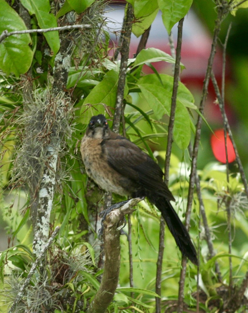 Clay-colored Thrush - ML624570432