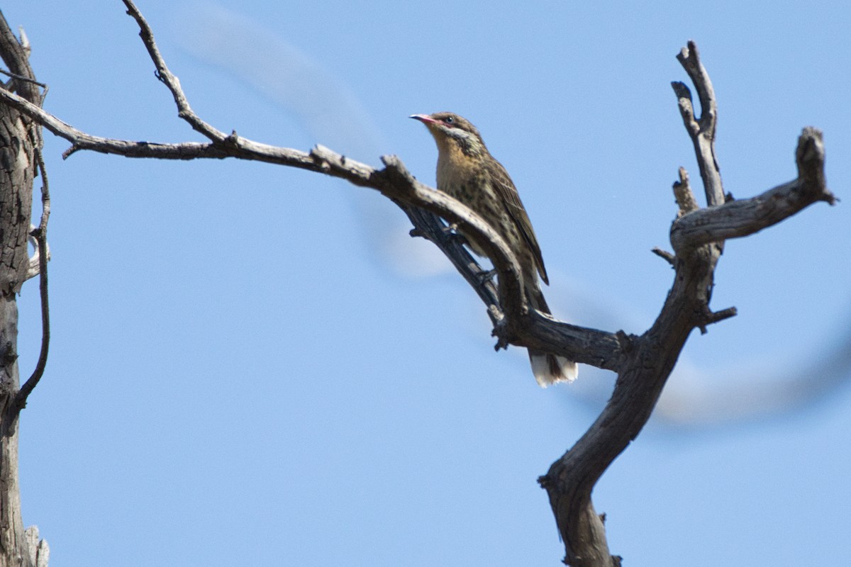 Spiny-cheeked Honeyeater - ML624570433