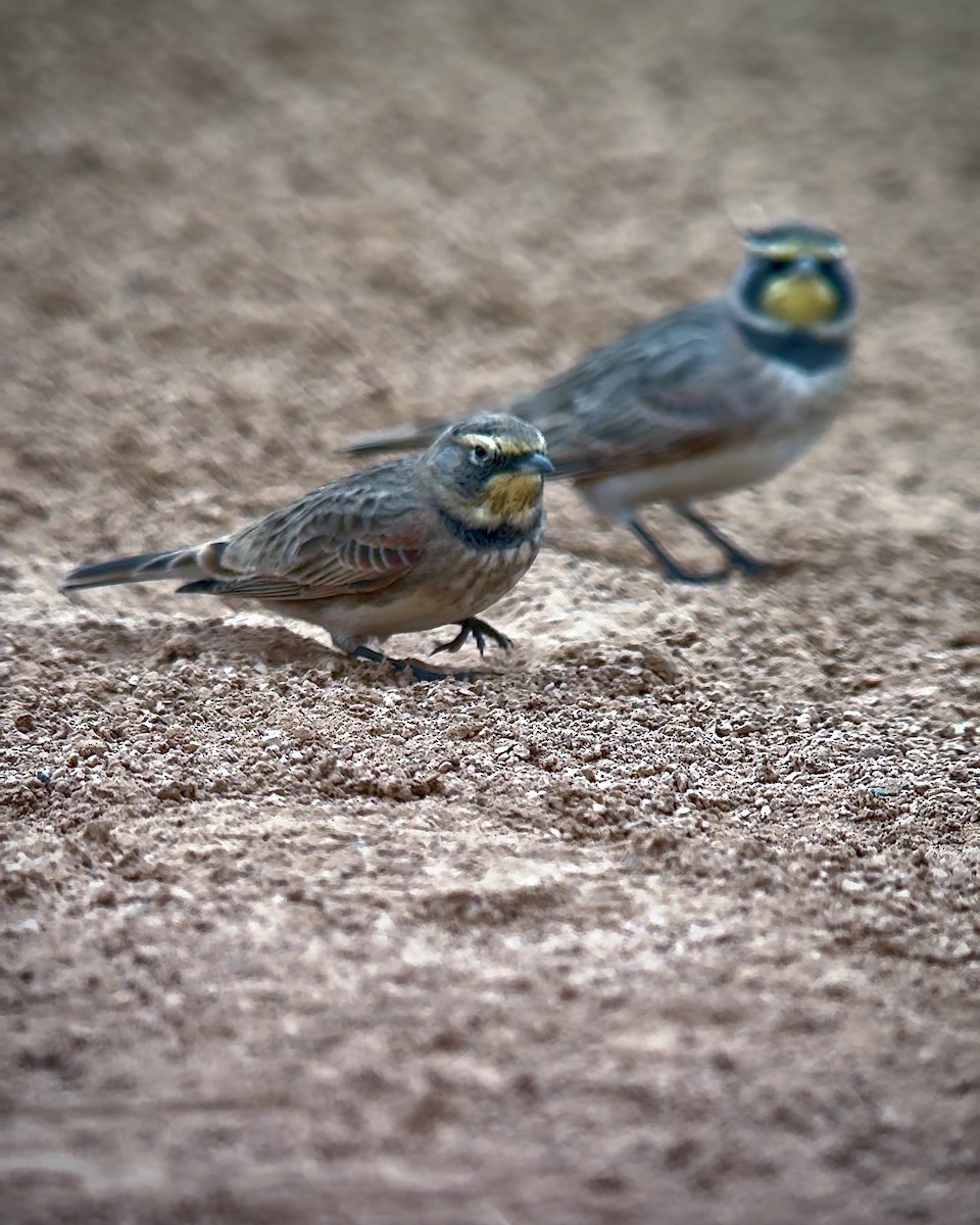 Horned Lark - ML624570444