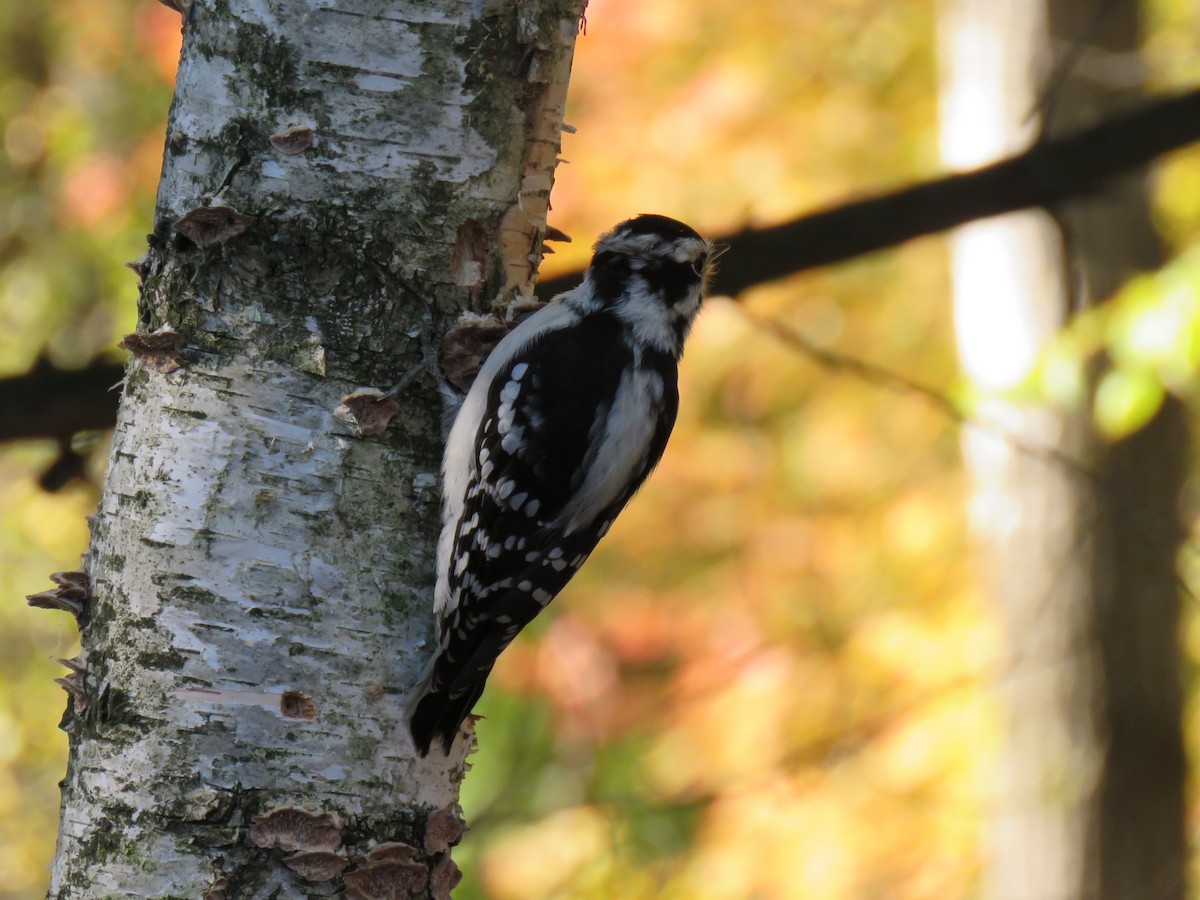 Downy Woodpecker - ML624570447