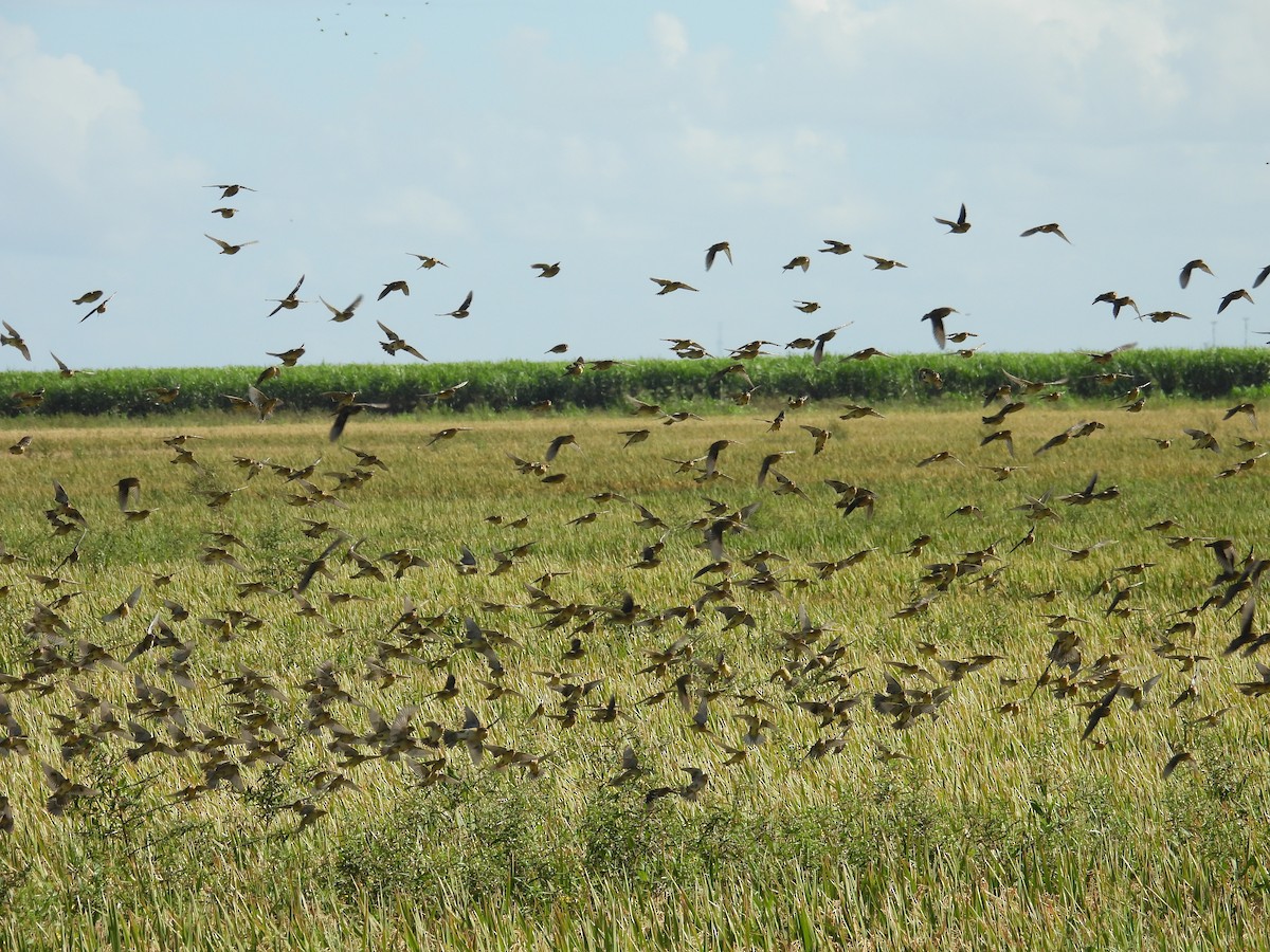 Bobolink - ML624570448