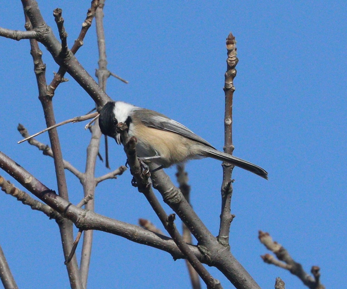 Black-capped Chickadee - ML624570451