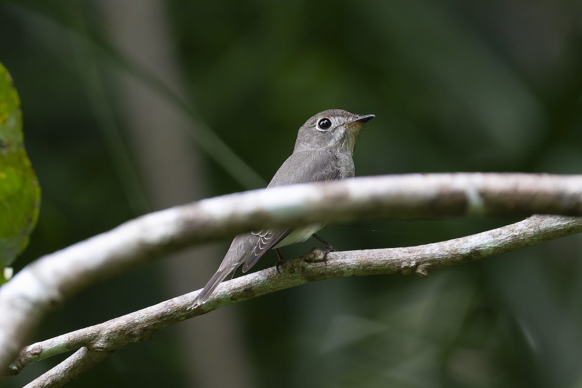 Asian Brown Flycatcher - ML624570453