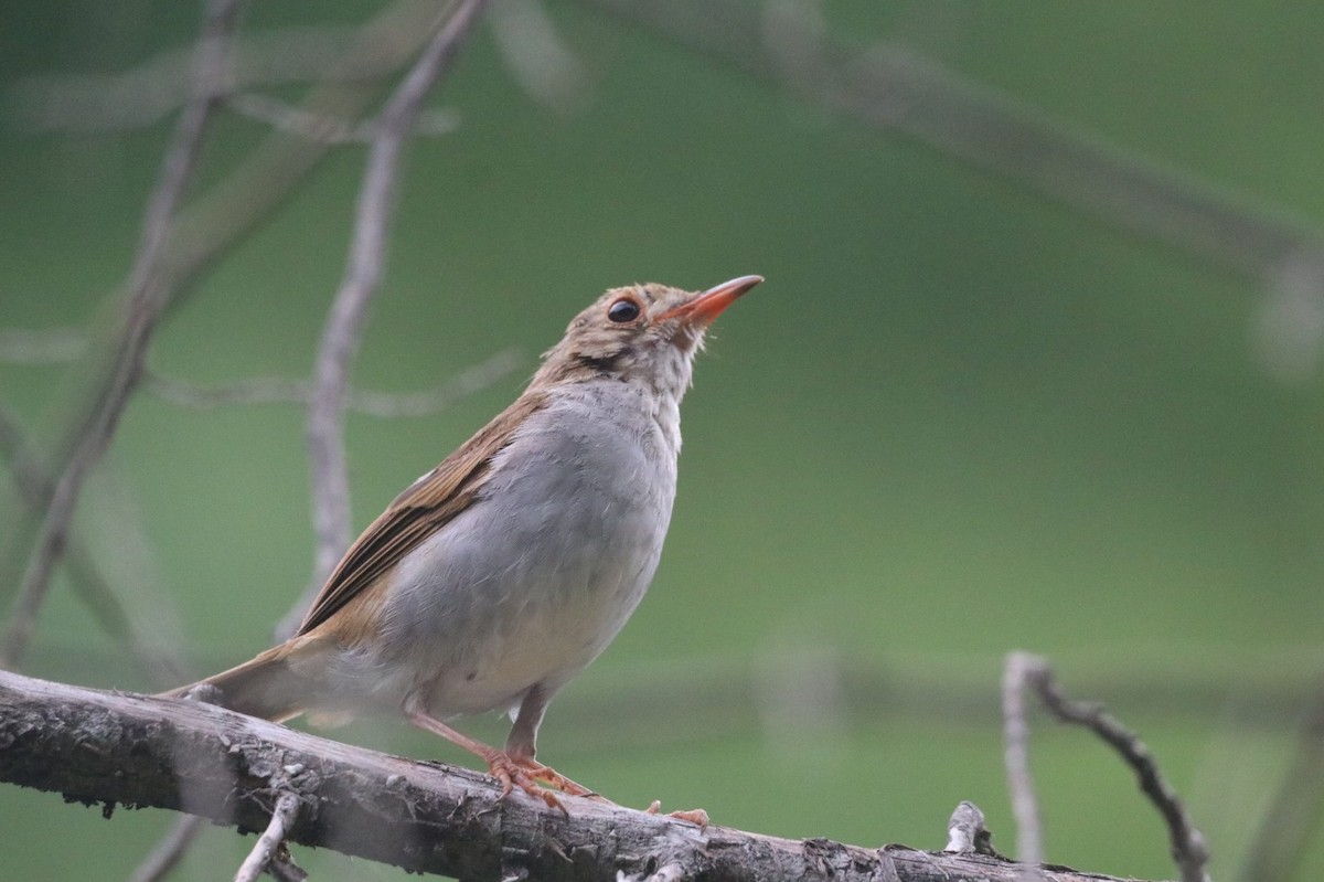 Orange-billed Nightingale-Thrush - ML624570454