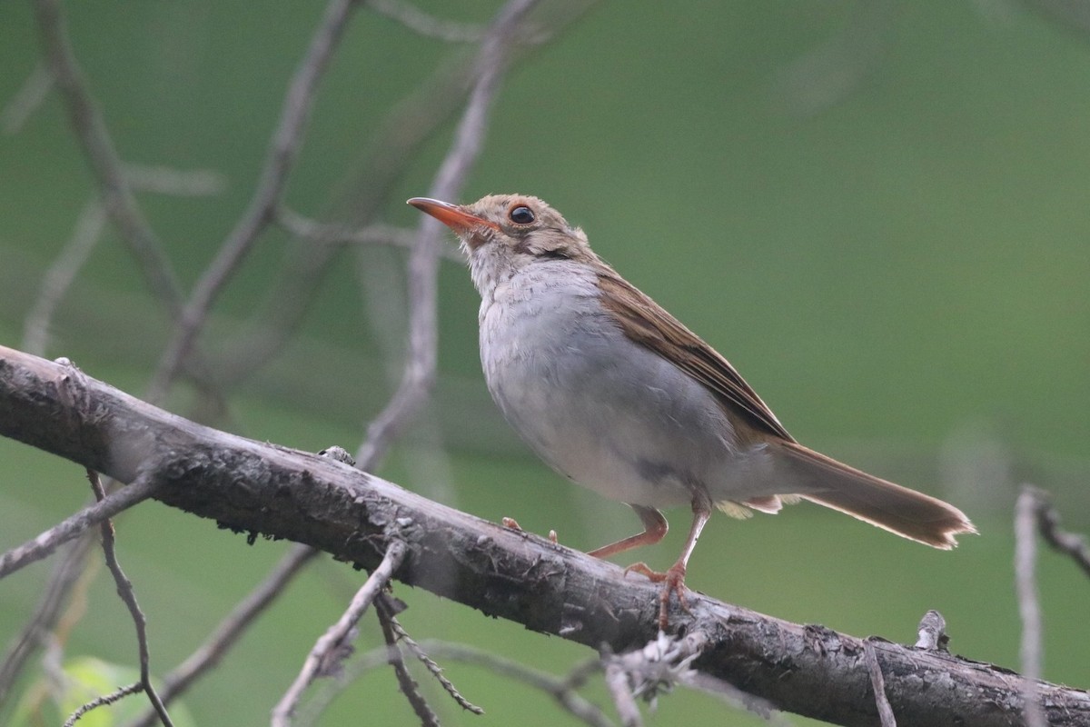 Orange-billed Nightingale-Thrush - ML624570455