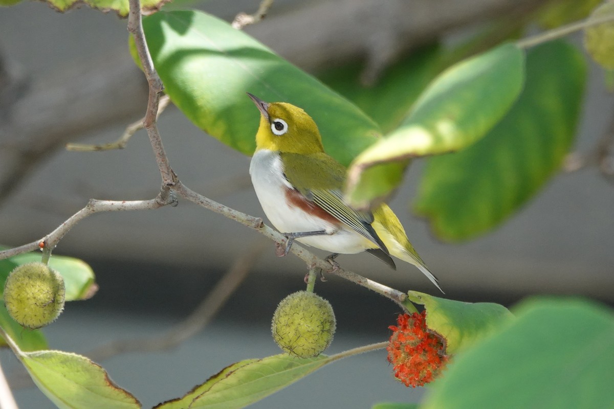 Chestnut-flanked White-eye - ML624570457