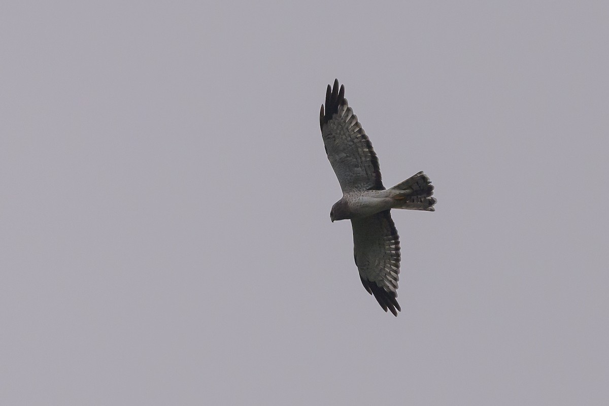 Northern Harrier - ML624570458