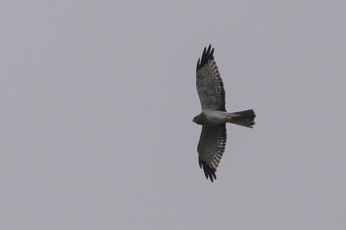 Northern Harrier - ML624570459