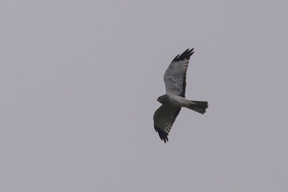 Northern Harrier - ML624570460