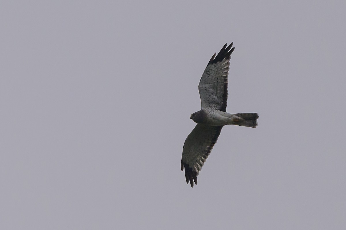 Northern Harrier - ML624570461