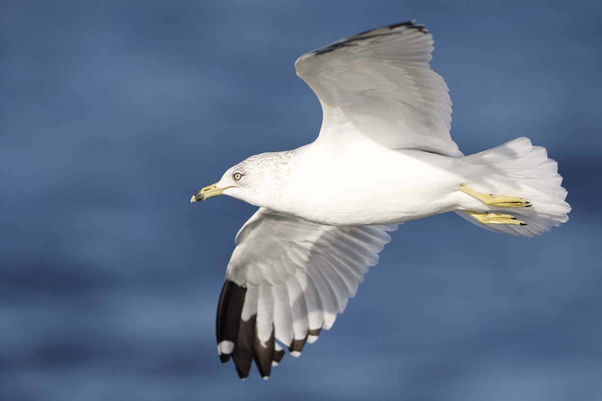 Ring-billed Gull - ML624570462