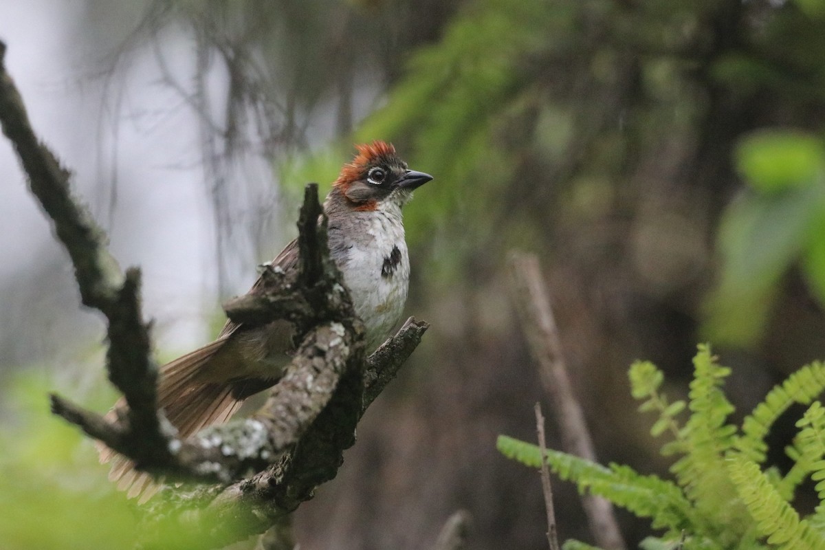 Rusty-crowned Ground-Sparrow - ML624570463