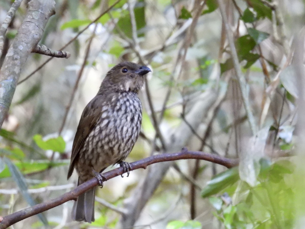 Tooth-billed Bowerbird - ML624570465