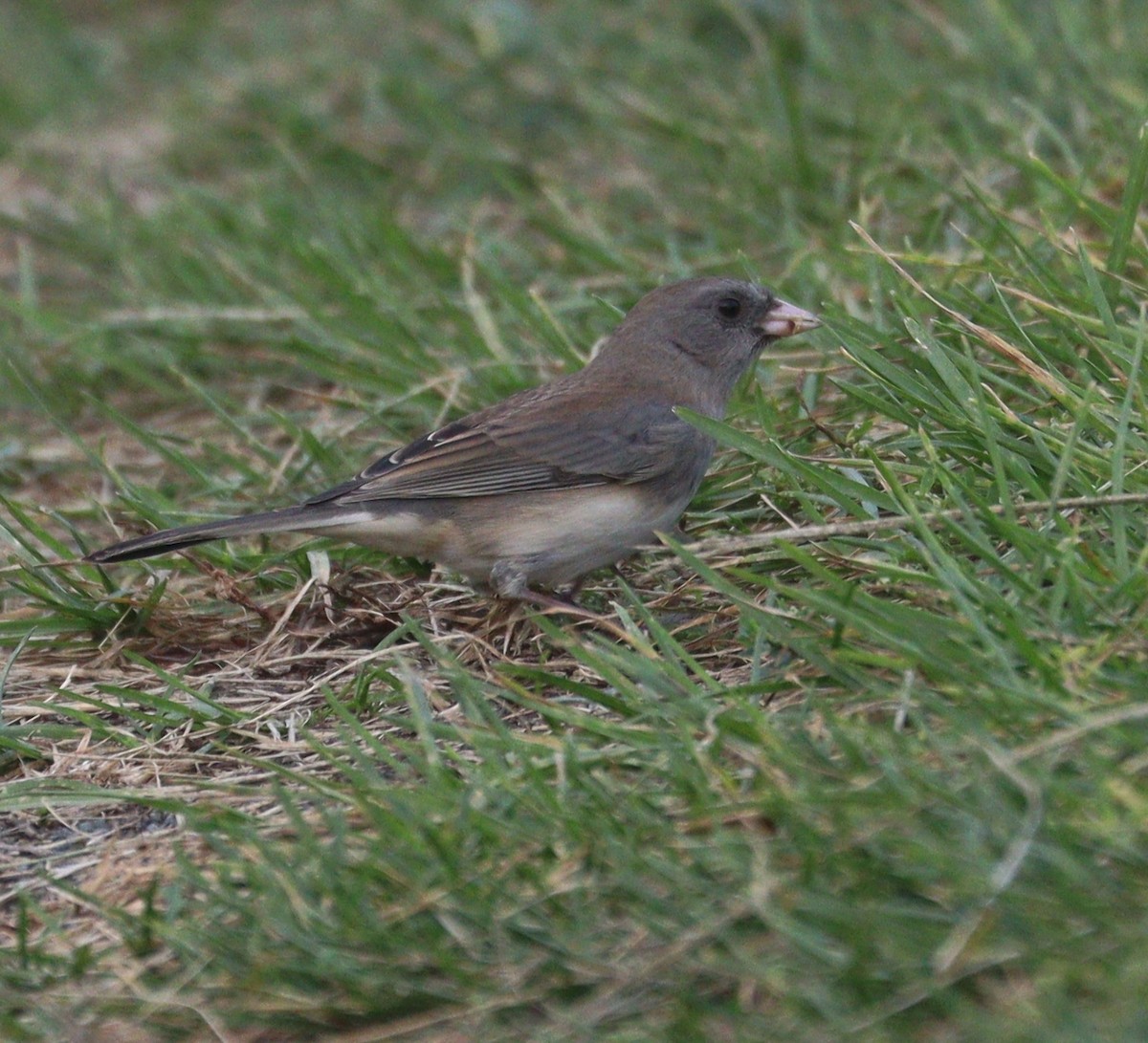 Dark-eyed Junco - ML624570468