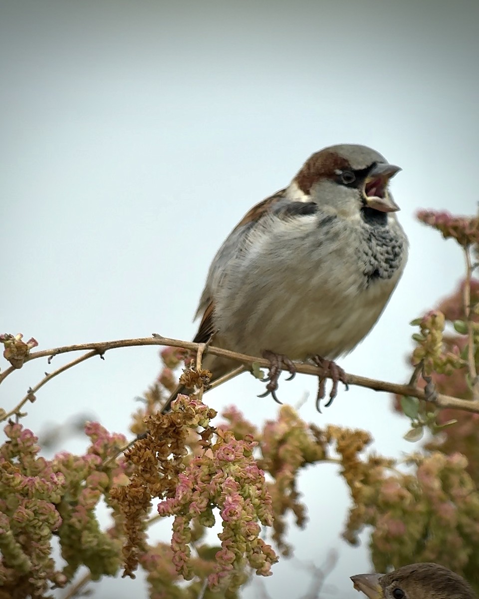 House Sparrow - ML624570469