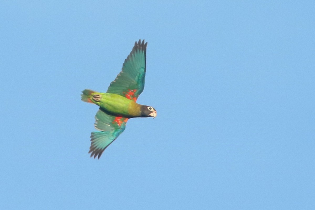 Brown-hooded Parrot - ML624570470