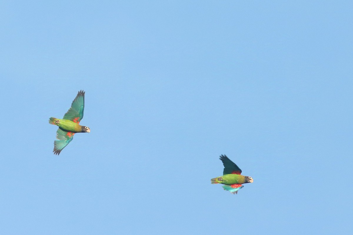 Brown-hooded Parrot - Richard Harris