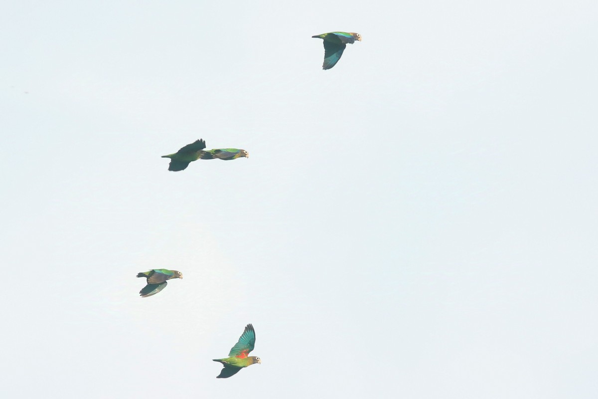 Brown-hooded Parrot - ML624570472