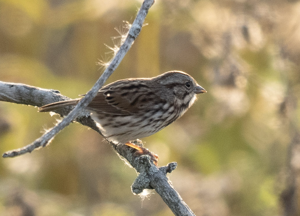 Song Sparrow - ML624570473