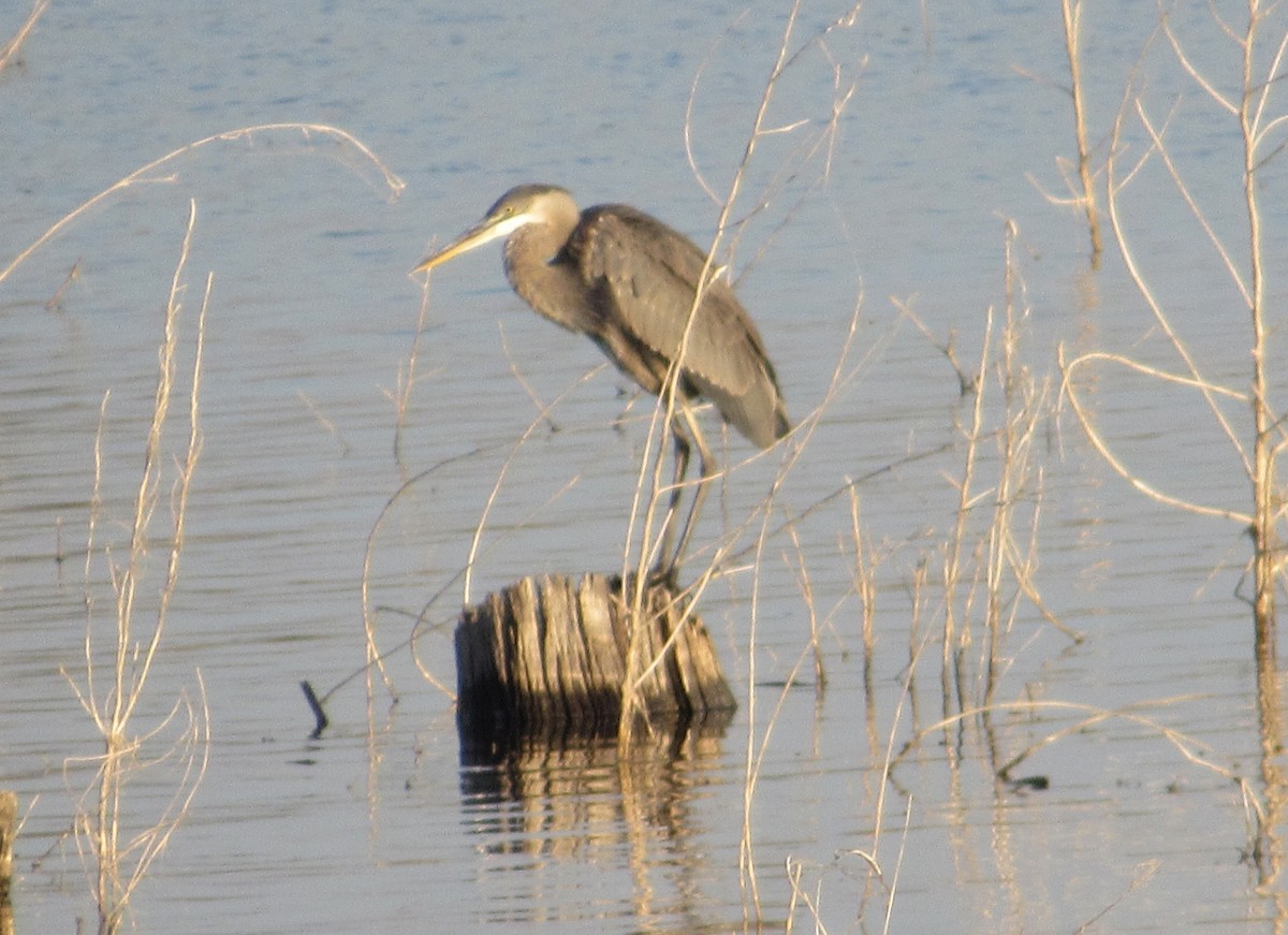 Great Blue Heron - ML624570476