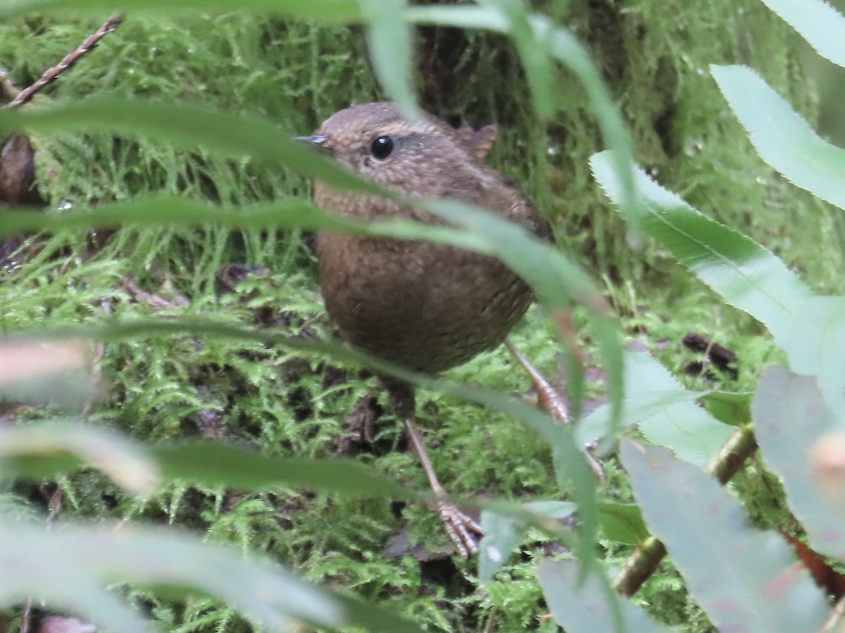 Pacific Wren - ML624570519