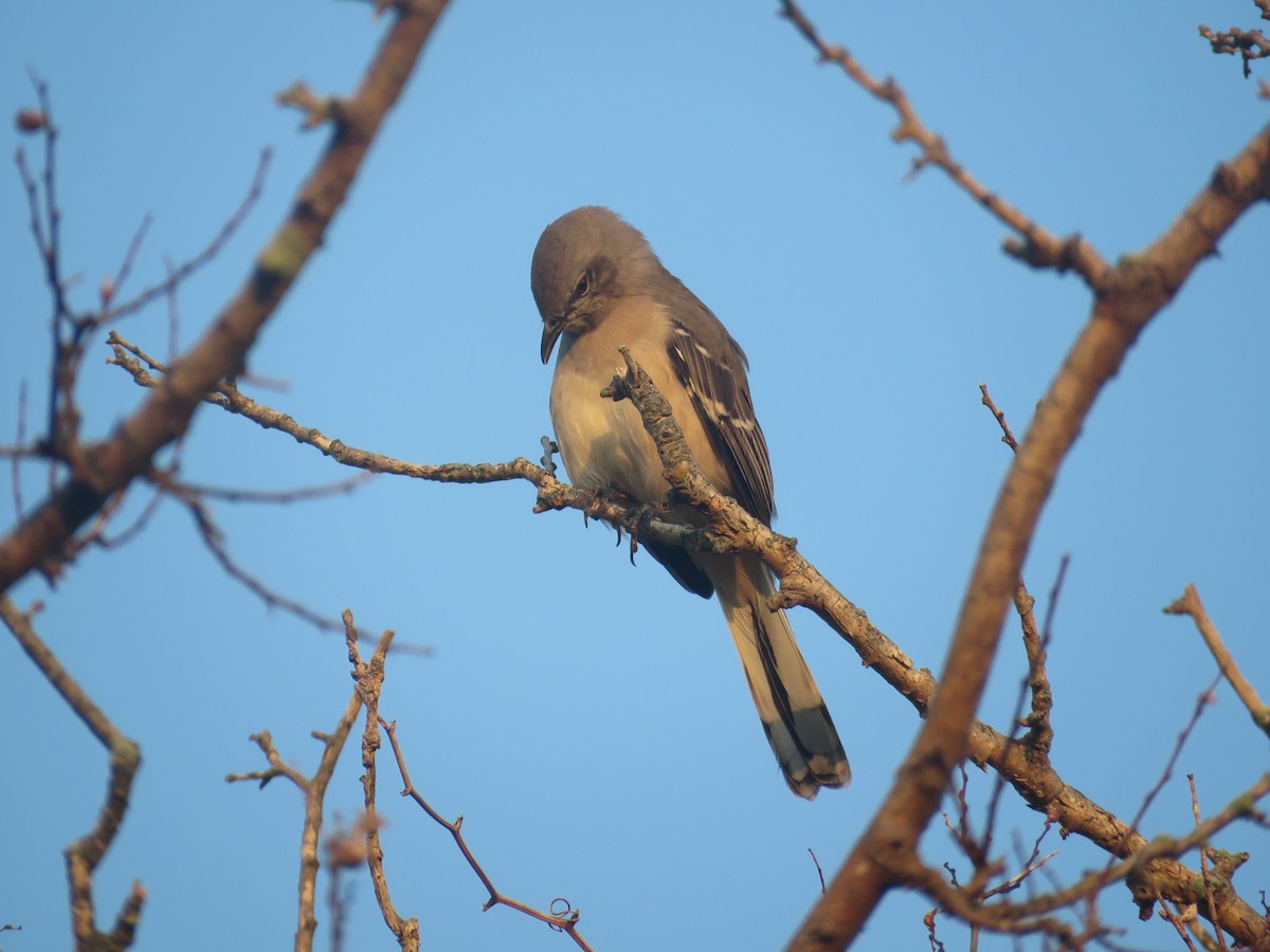 Northern Mockingbird - ML624570547