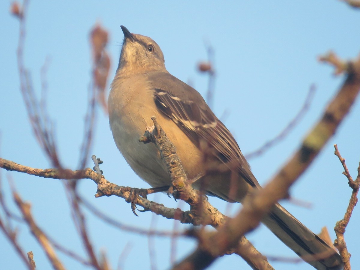 Northern Mockingbird - ML624570548