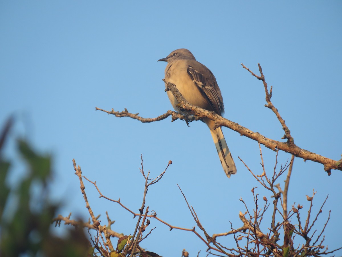 Northern Mockingbird - ML624570549