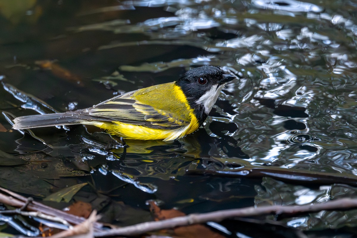 Golden Whistler - Mark Lethlean