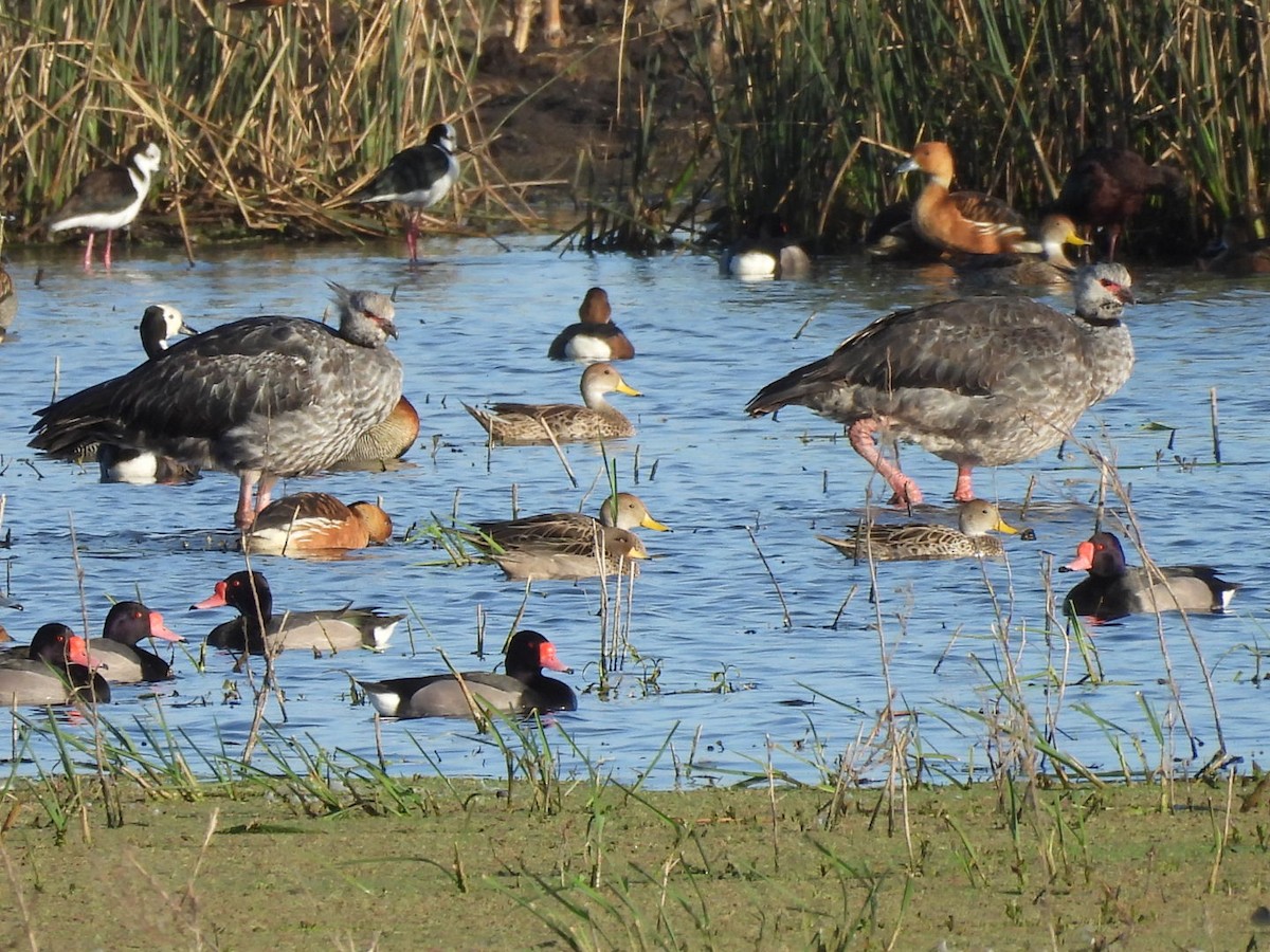 Southern Screamer - AndreLu AndreaVergara