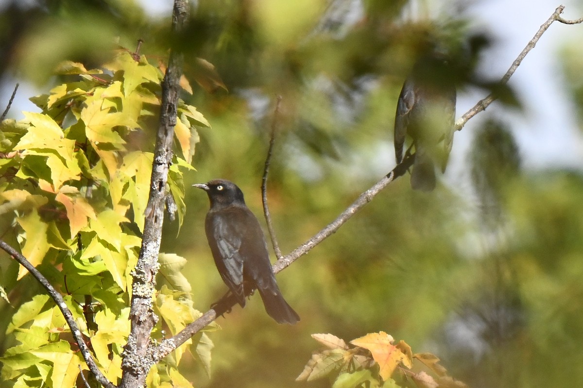 Rusty Blackbird - Donna Carter