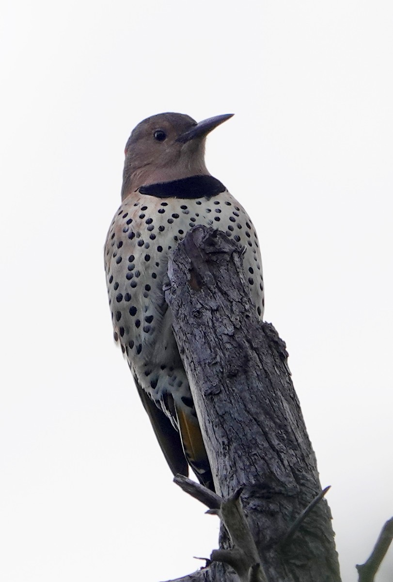 Northern Flicker - ML624570730