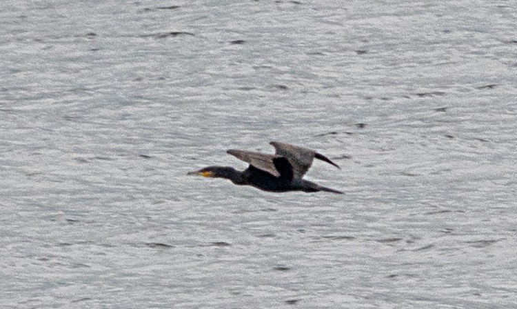 Kormoran - ML624570732