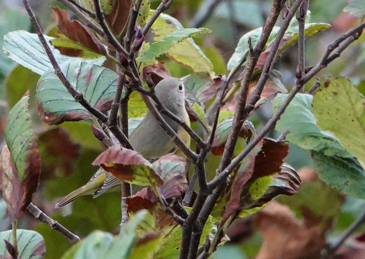 Nashville Warbler - ML624570739
